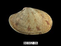 藏品(文文橫簾蛤)的圖片